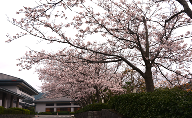 玄海町いこいの広場の桜の画像