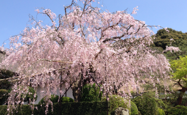 柿右衛門窯のしだれ桜の画像