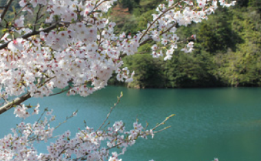 有田ダムの桜の画像