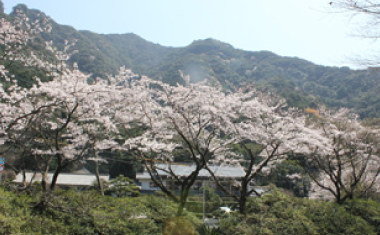 竜門ダムの桜の画像