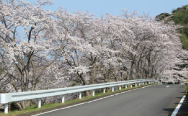 九州陶磁文化館の桜の画像