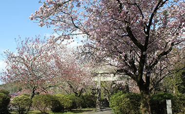山田神社の桜の画像