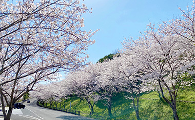 歴史と文化の森公園 (焱の博記念堂)の桜の画像
