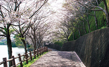 浦田自然公園の桜（大町町）の画像