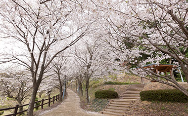 桜山公園（江北町）の桜の画像