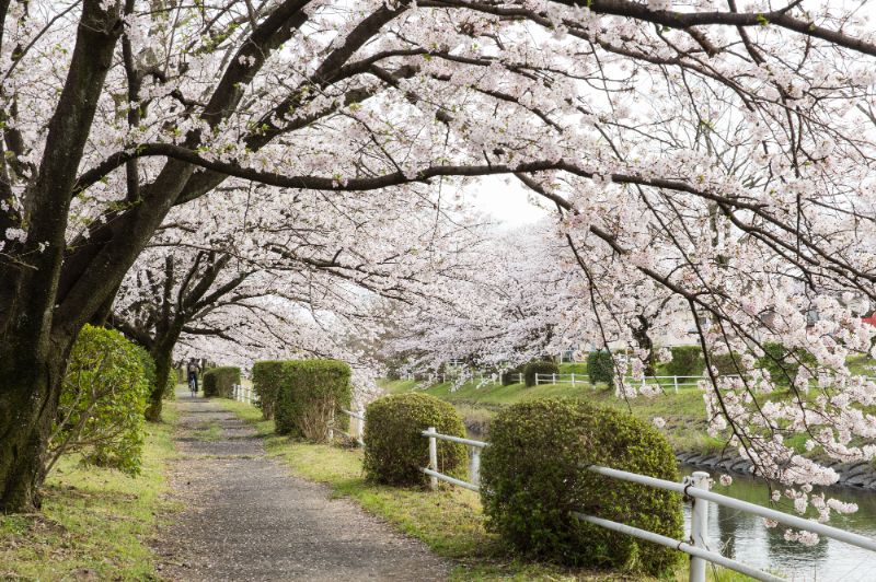 多布施川河畔公園の桜の画像