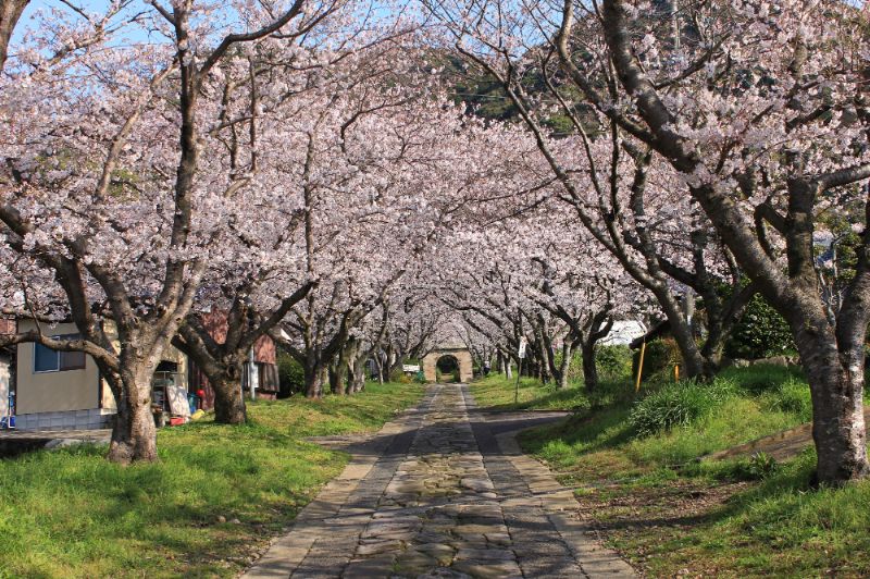 円応寺参道の桜の画像