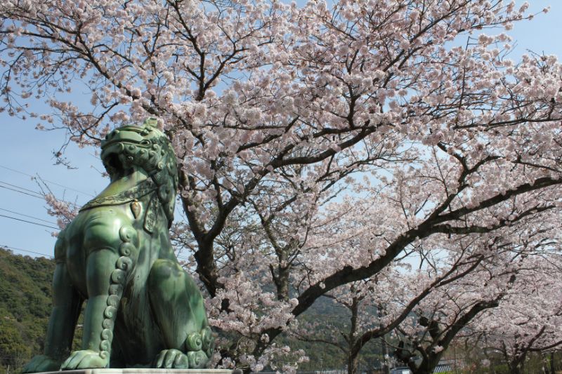 陶山神社の桜の画像