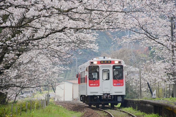浦ノ崎駅　桜のトンネルの画像