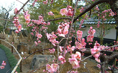 祐徳稲荷神社日本庭園の梅〈鹿島市〉の画像