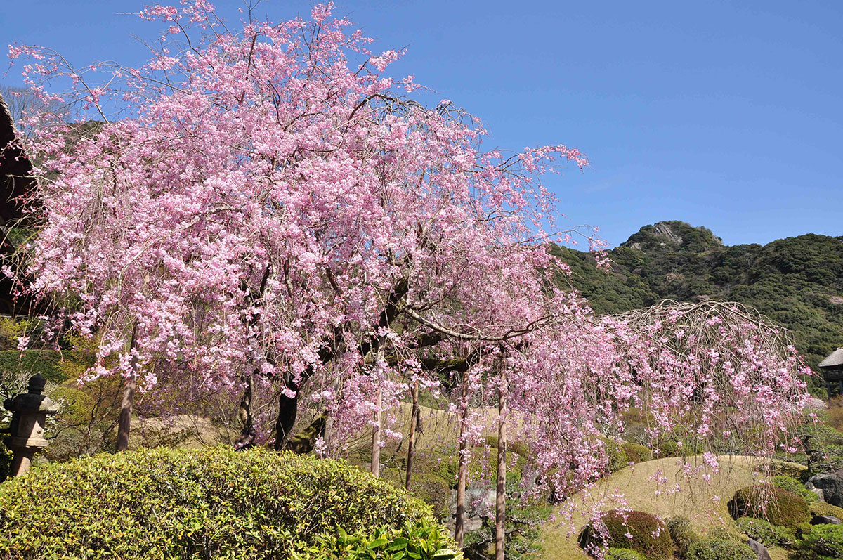 名物の枝垂れ桜 日本庭園慧洲園の写真